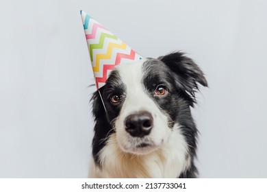 Happy Birthday Party Concept. Funny Cute Puppy Dog Border Collie Wearing Birthday Silly Hat Isolated On White Background. Pet Dog On Birthday Day