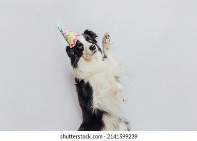 Happy Birthday Party Concept. Funny Cute Puppy Dog Border Collie Wearing Birthday Silly Hat Isolated On White Background. Pet Dog On Birthday Day