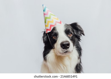 Happy Birthday Party Concept. Funny Cute Puppy Dog Border Collie Wearing Birthday Silly Hat Isolated On White Background. Pet Dog On Birthday Day