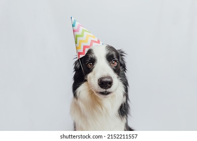 Happy Birthday Party Concept. Funny Cute Puppy Dog Border Collie Wearing Birthday Silly Hat Isolated On White Background. Pet Dog On Birthday Day