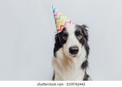 Happy Birthday Party Concept. Funny Cute Puppy Dog Border Collie Wearing Birthday Silly Hat Isolated On White Background. Pet Dog On Birthday Day