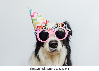 Happy Birthday Party Concept. Funny Cute Puppy Dog Border Collie Wearing Birthday Silly Hat And Eyeglasses Isolated On White Background. Pet Dog On Birthday Day