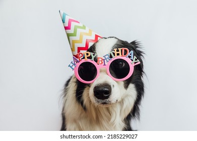 Happy Birthday Party Concept. Funny Cute Puppy Dog Border Collie Wearing Birthday Silly Hat And Eyeglasses Isolated On White Background. Pet Dog On Birthday Day