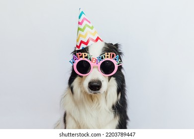 Happy Birthday Party Concept. Funny Cute Puppy Dog Border Collie Wearing Birthday Silly Hat And Eyeglasses Isolated On White Background. Pet Dog On Birthday Day