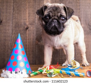 Happy Birthday Pug Puppy