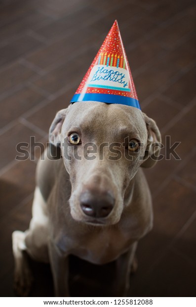 happy birthday weimaraner