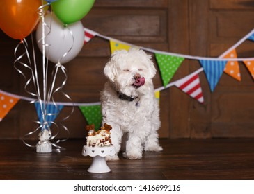 Happy Birthday White Maltese Dog Puppy Five 5 Years Old 