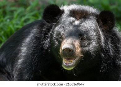 Happy Black Bear resting on the Green Yard - Shutterstock ID 2188169647