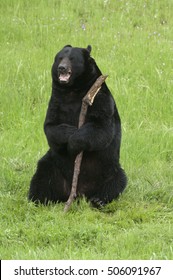 Happy Black Bear With Stick On Green Grass In California