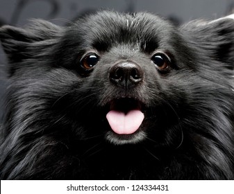 Happy Black Dog With Big Smile