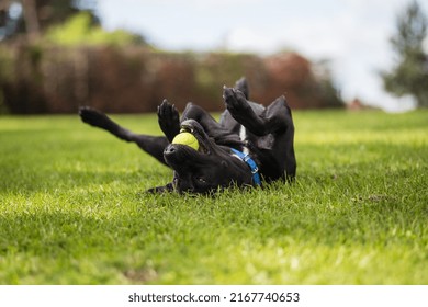 Happy Black Dog Labrador In The Park Laying With A Ball 