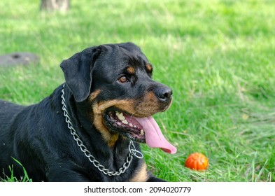 A happy black dog resting on the green grass. A red toy ball lies next to the pet. Portrait of a female Rottweiler on a walk in a dog park. Outdoors. Selective focus.