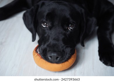 Happy black lab dog with enthusiastic expression bit donuts doll - Powered by Shutterstock