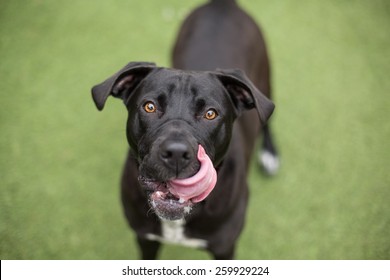Happy black lab dog licks lips
