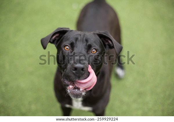 happy-black-lab-dog-licks-lips-stock-photo-edit-now-259929224