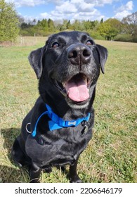 Happy Black Labrador Dog In A Field