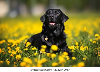 Happy Black Labrador Dog Lying Down On A Field Of Dandelions