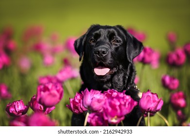 Happy Black Labrador Dog Portrait In Purple Tulip Flowers Field In Spring