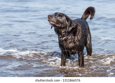 Happy Black Labrador Dog Sniffing The Air While Stood In The Sea With Tail Wagging.  Whole Dog Shot