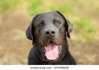 Female Labrador Retriever Images Stock Photos Vectors Shutterstock