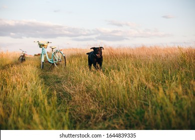 Happy Black Labrador Running Across The Field. Dogs Ears Fly Up