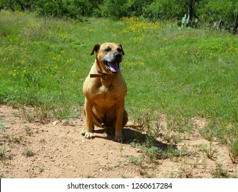 Happy Black Mouth Cur Dog Sitting In A Field