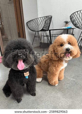 Happy black toy poodle and party color toy poodle sitting after playing together