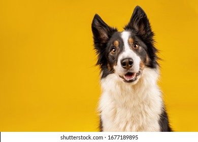 Happy black tri border collie portrait on yellow background - Shutterstock ID 1677189895
