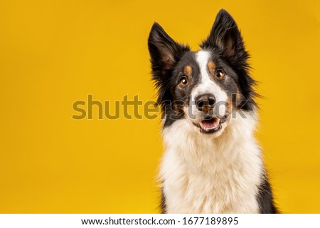 Happy black tri border collie portrait on yellow background