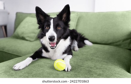 A happy black and white border collie brought a tennis ball to the green sofa and is waiting for someone to play with her. Dog at home - Powered by Shutterstock