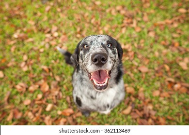 Happy Black And White Dog Looking At Camera