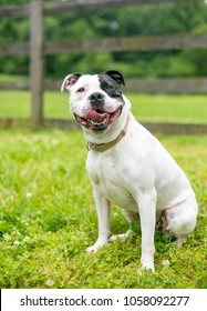 A Happy Black And White Staffordshire Bull Terrier Dog