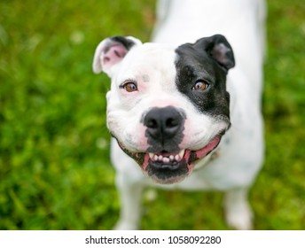 A Happy Black And White Staffordshire Bull Terrier Dog