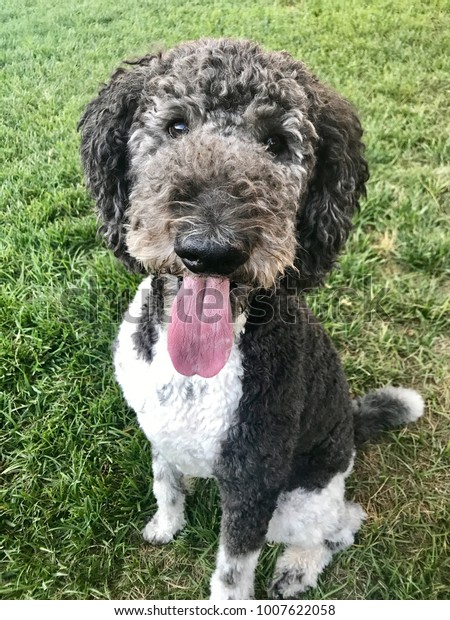 Happy Black White Standard Particolored Poodle Stock Photo (Edit Now ...