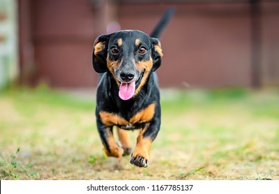 Happy black-brown dachshund running