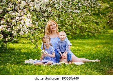 A Happy Blonde Family, A Chubby Mom And Two Kids A Boy And A Girl In A Blooming Spring Apple Orchard On A Spring Picnic.