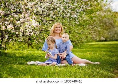 A Happy Blonde Family, A Chubby Mom And Two Kids A Boy And A Girl In A Blooming Spring Apple Orchard On A Spring Picnic.