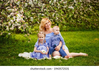 A Happy Blonde Family, A Chubby Mom And Two Kids A Boy And A Girl In A Blooming Spring Apple Orchard On A Spring Picnic.