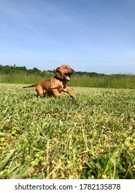 Happy Bloodhound Puppy Running Through A Field.