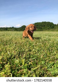 Happy Bloodhound Puppy Running Through A Field.