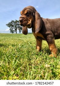 Happy Bloodhound Puppy Running Through A Field.