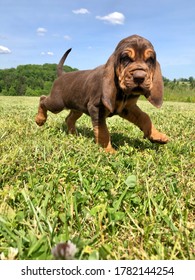 Happy Bloodhound Puppy Running Through A Field.