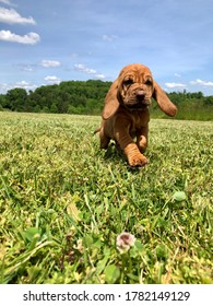 Happy Bloodhound Puppy Running Through A Field.