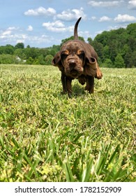 Happy Bloodhound Puppy Running Through A Field.