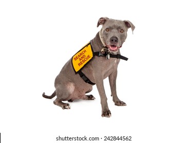 A Happy Blue Pit Bull Dog Wearing A Yellow Search And Rescue Vest