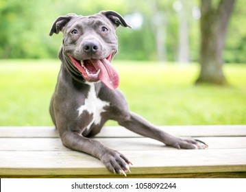 A happy blue and white Pit Bull Terrier mixed breed dog with its tongue hanging out