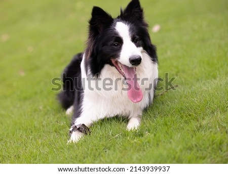 A happy Boarder Collie on the lawn