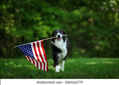 Happy Border Collie Carrying USA Flag