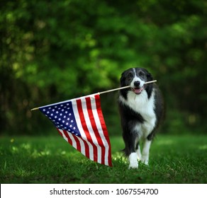 Happy border collie carrying USA flag - Shutterstock ID 1067554700