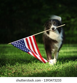 Happy border collie carrying USA flag - Shutterstock ID 1393473233